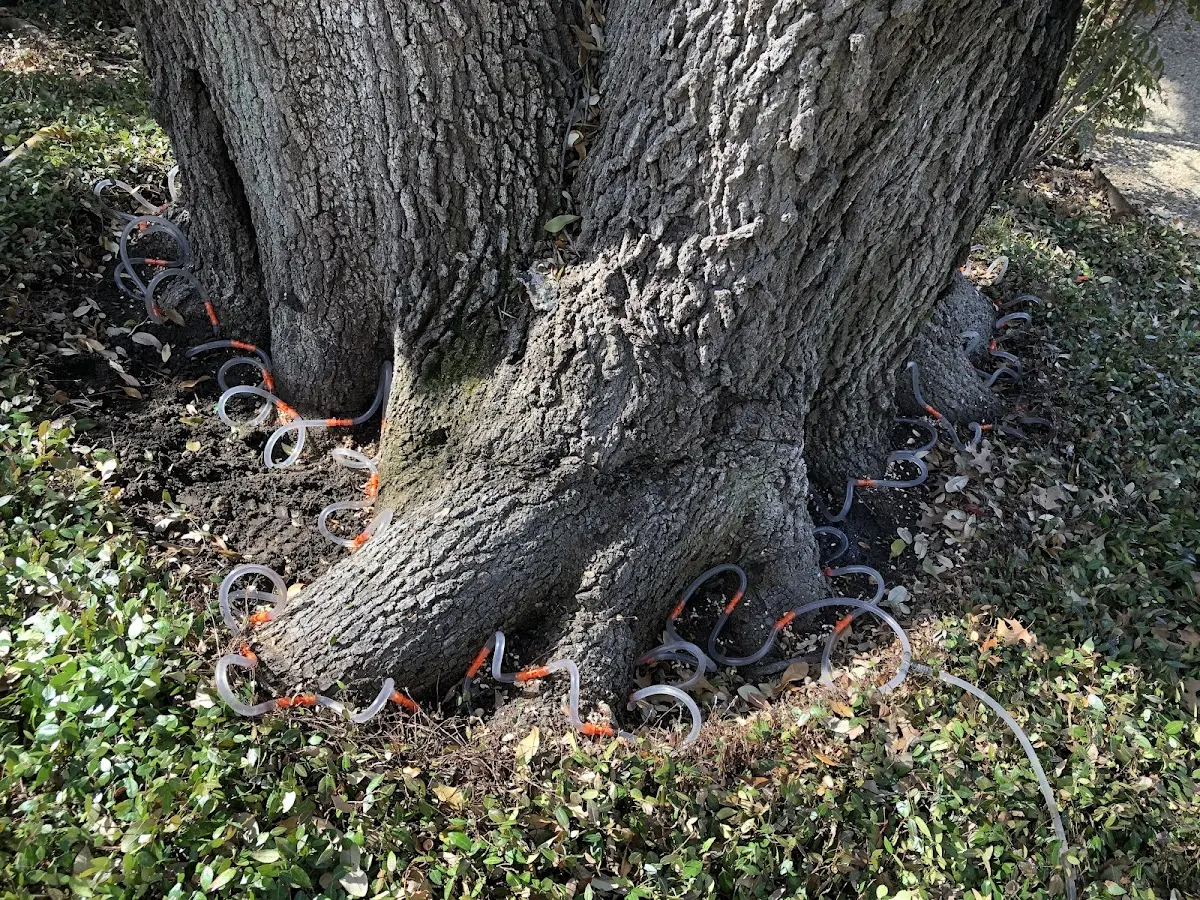 Detailed Tree Cabling and Bracing job site in Gipsy